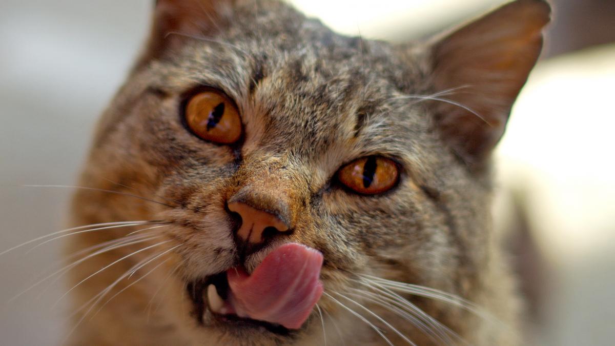 exclusiv un medic veterinar ne spune cum se manifesta covid 19 la animale