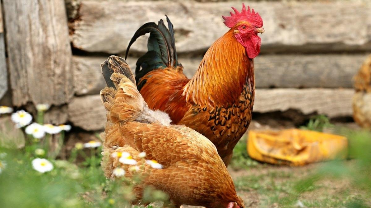 un sat de munte ar putea intra in carantina primar nu avem farmacie aici