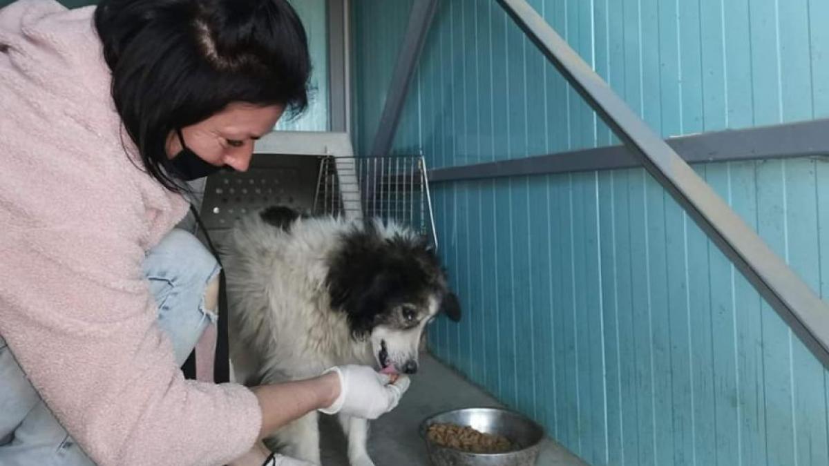 caine bobita supravietuire o luna fara mancare fara apa restrictii circulatie coronavirus