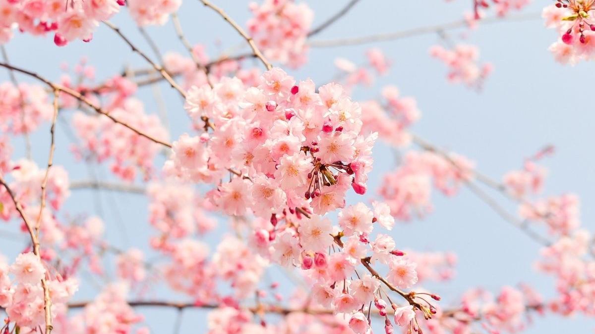 vreme de primavara in toata tara prognoza meteo