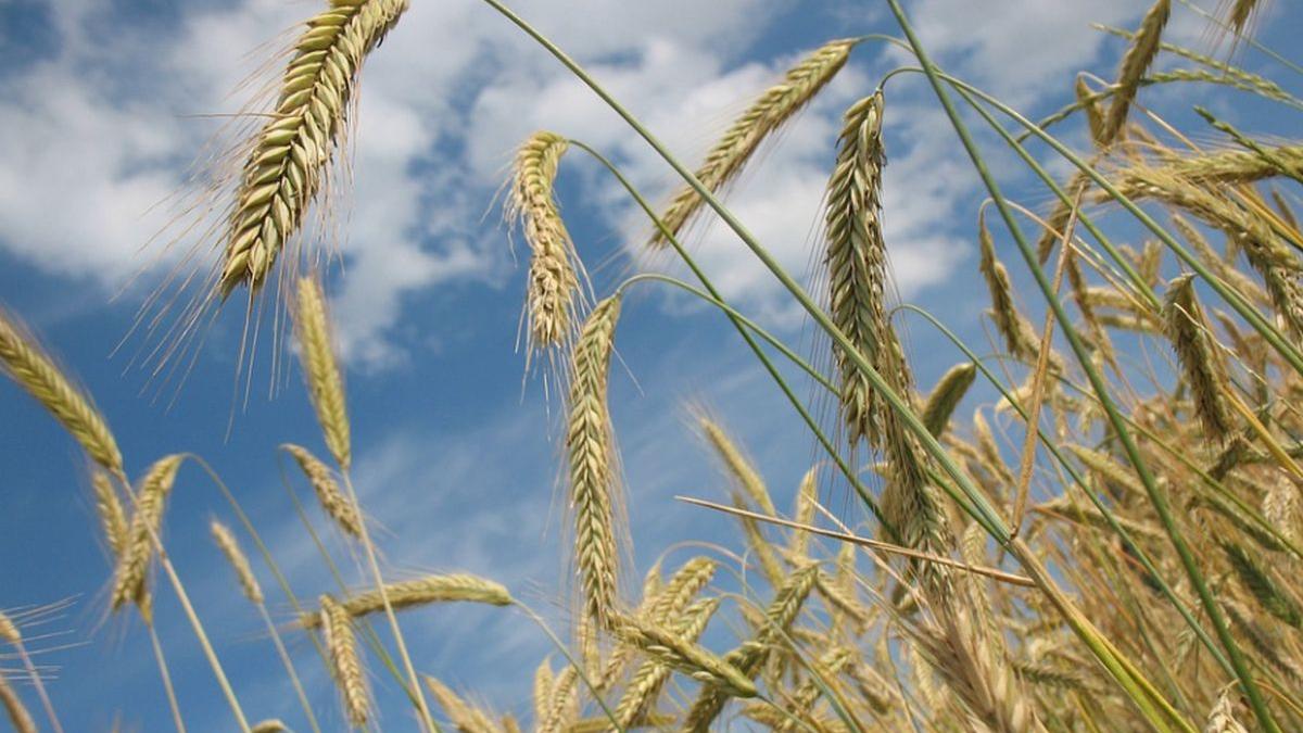 exportul cereale interzis stare de urgenta coronavirus