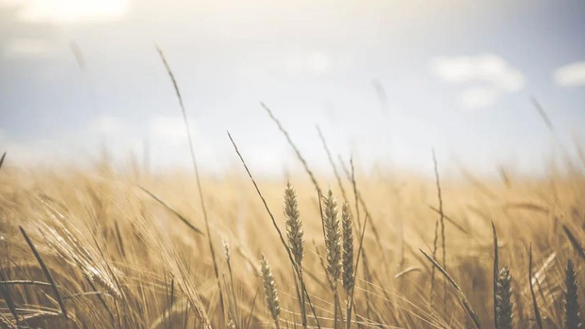 guvern export cereale coronavirus romania