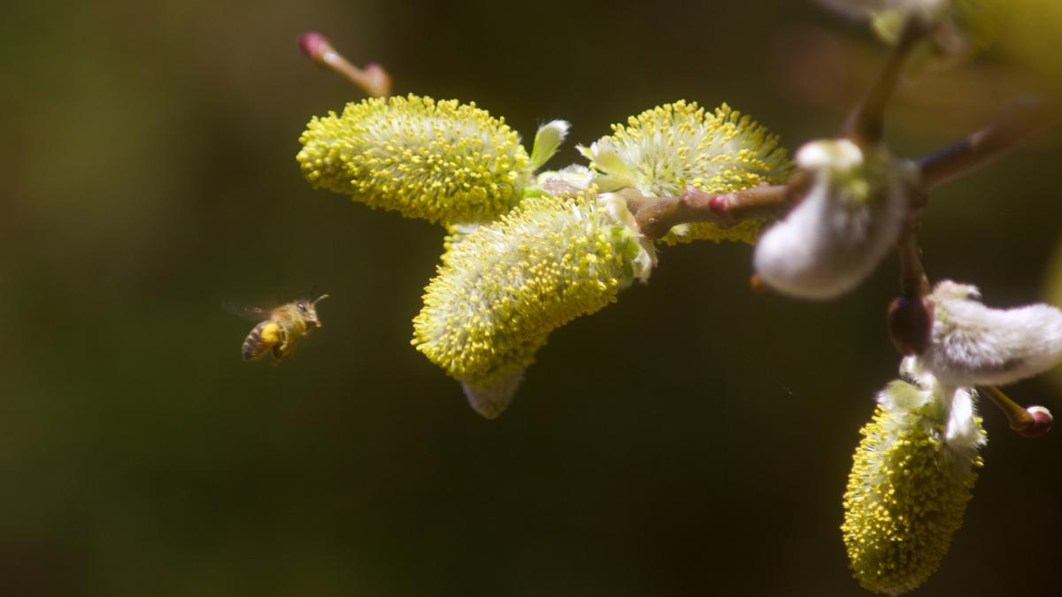 florii traditii si obiceiuri ce trebuie sa faci cu crengutele de salcie