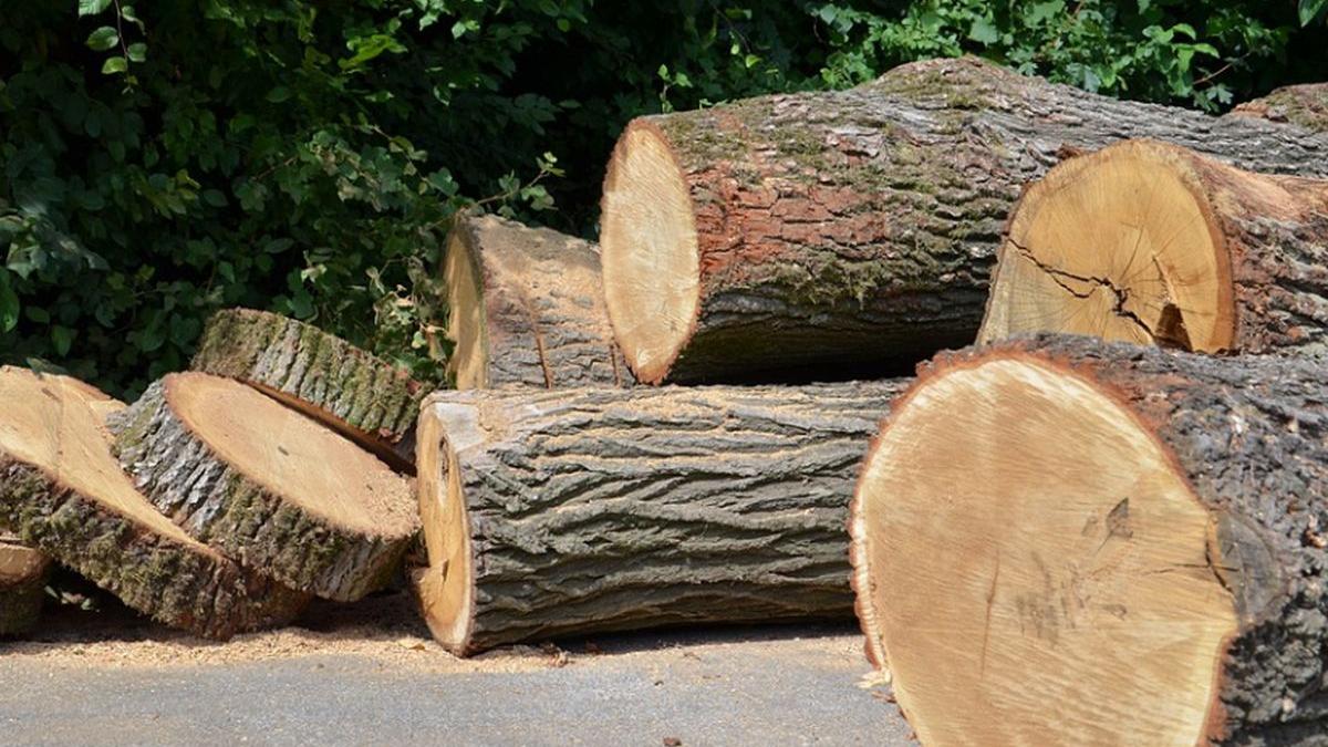 paduri mafie lemn taieri ilegale