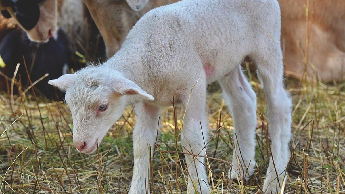 carne miel politie ce trec in declaratia pe propria raspundere