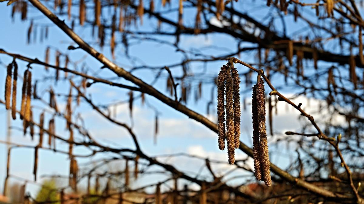 florii traditii si obiceiuri de ce se mananca peste pe 12 aprilie
