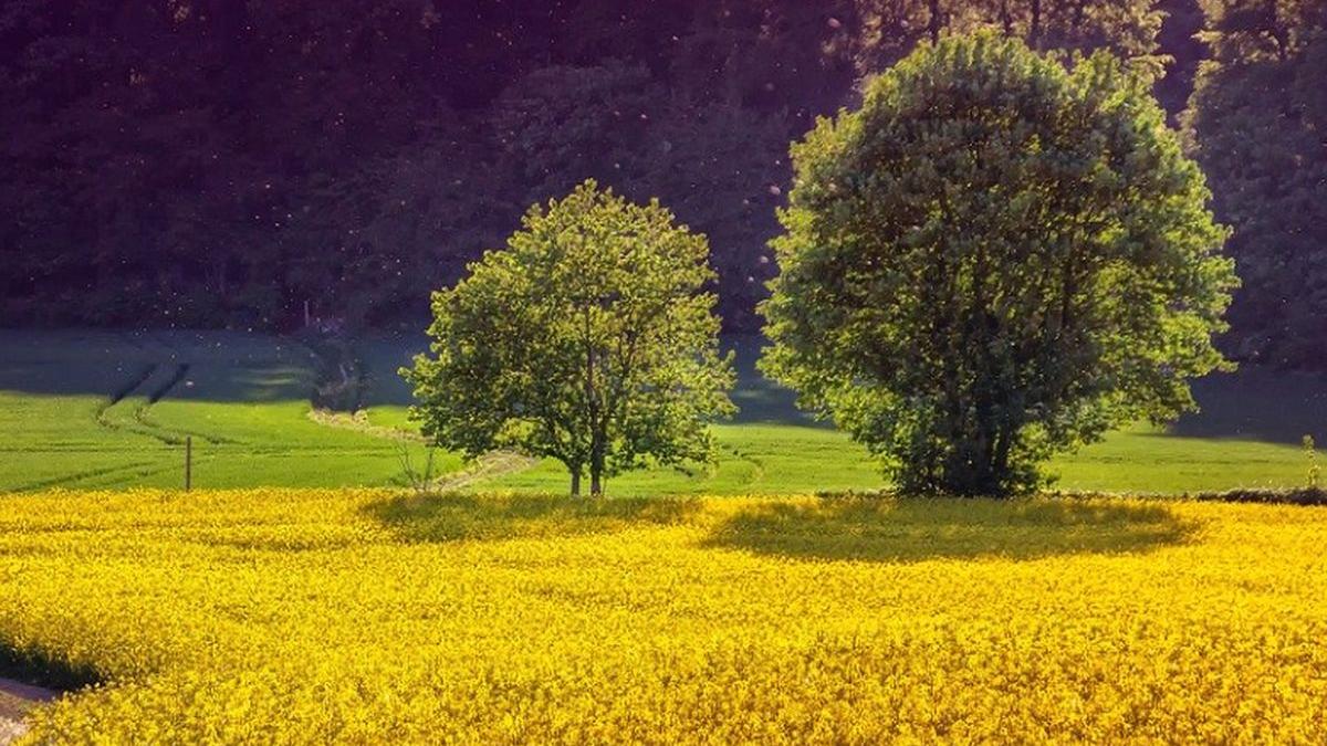prognoza meteo sarbatori paste florii