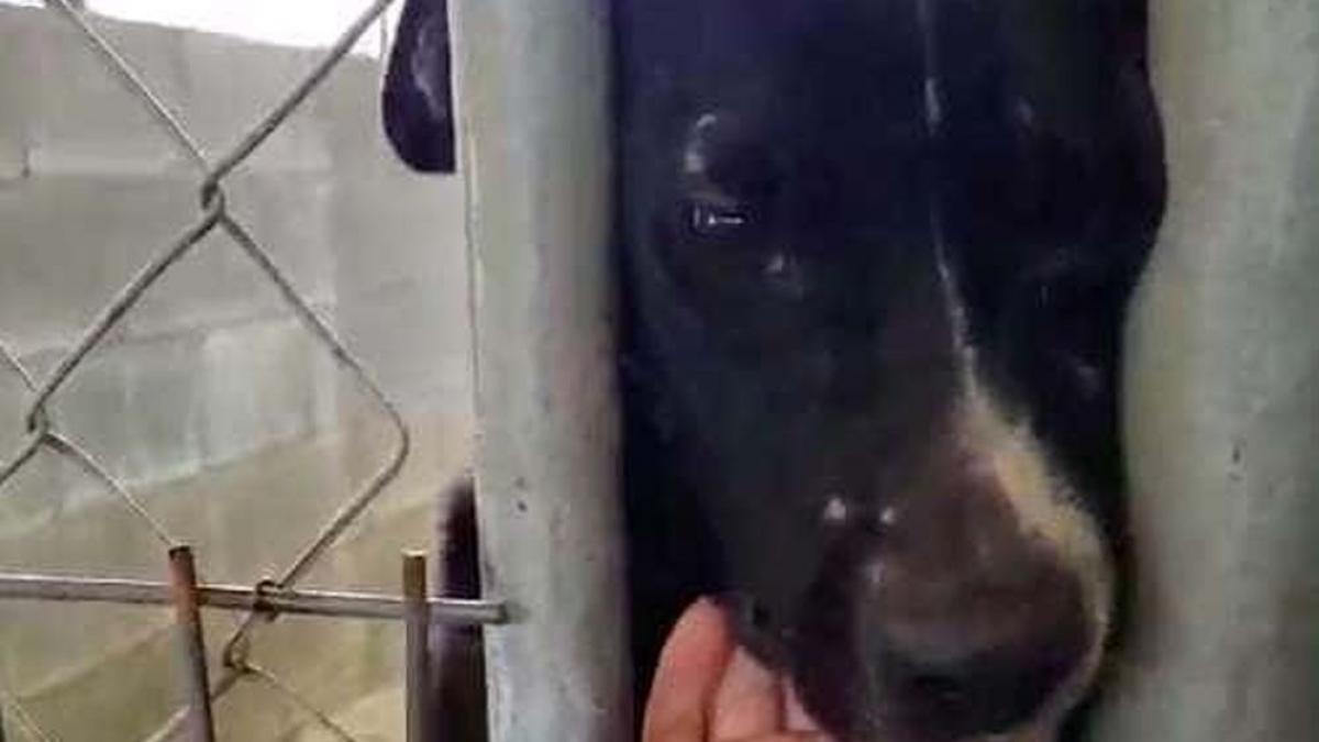 cainele scotea labutele prin gratiile custii ca sa salute oamenii care treceau prin fata lui a