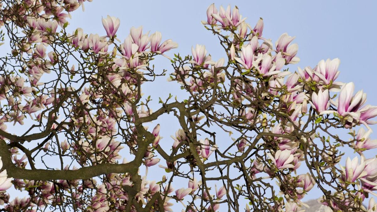 prognoza meteo speciala bucuresti