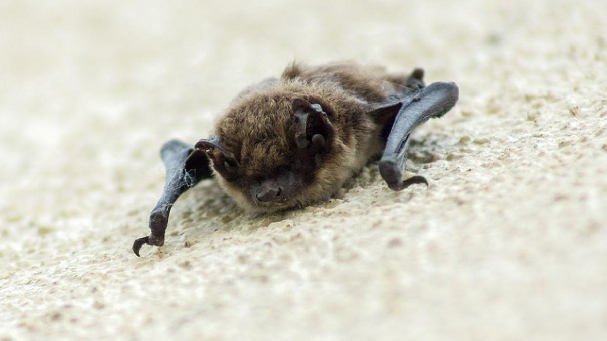 tipuri coronavirus lilieci myanmar