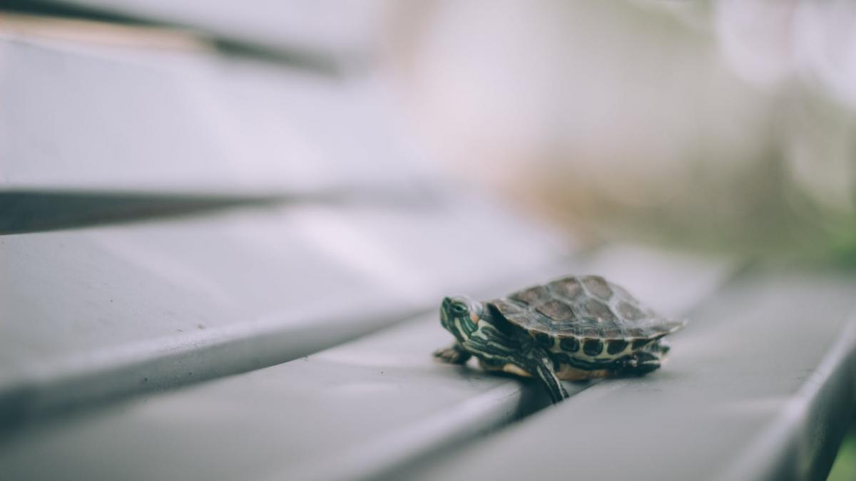 o femeie a iesit sa si plimbe broasca testoasa pe strada in plina pandemie de coronavirus