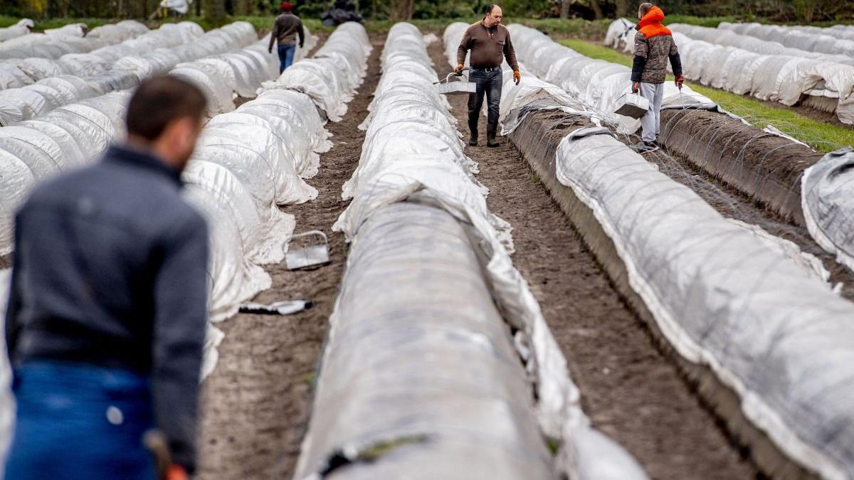 roman germania cules sparanghel a murit infectat coronavirus