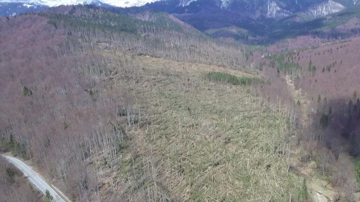 copacii din padurea doborata de vantul puternic vor fi folositi in industrie