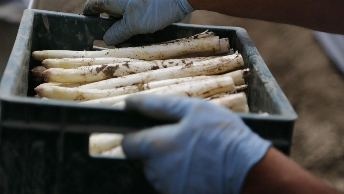 muncitori romani din germania amenintati dupa ce au dezvaluit ororile de pe plantatiile de