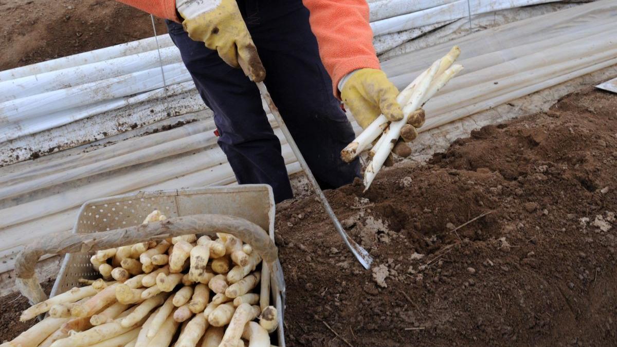 o cultura de sparanghel poate aduce venituri de 100 000 de euro in patru ani