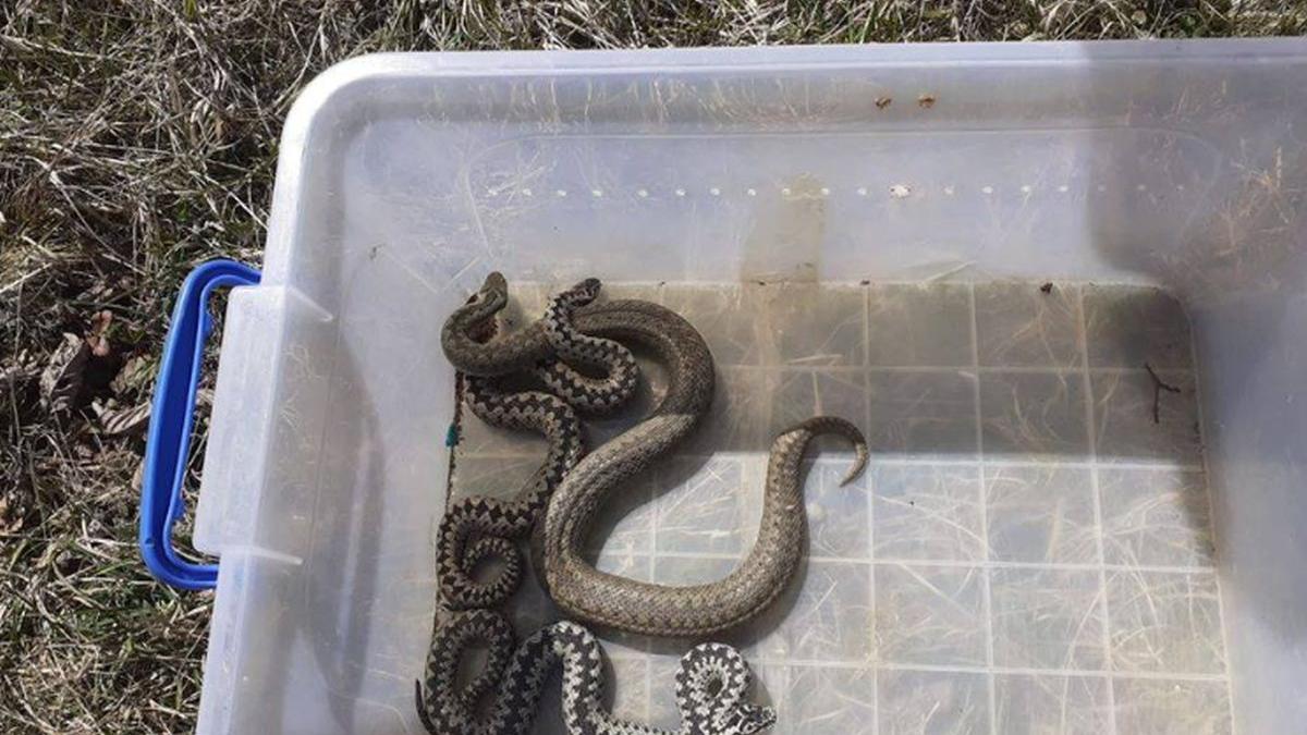 vipere cavnic pensiune maramures