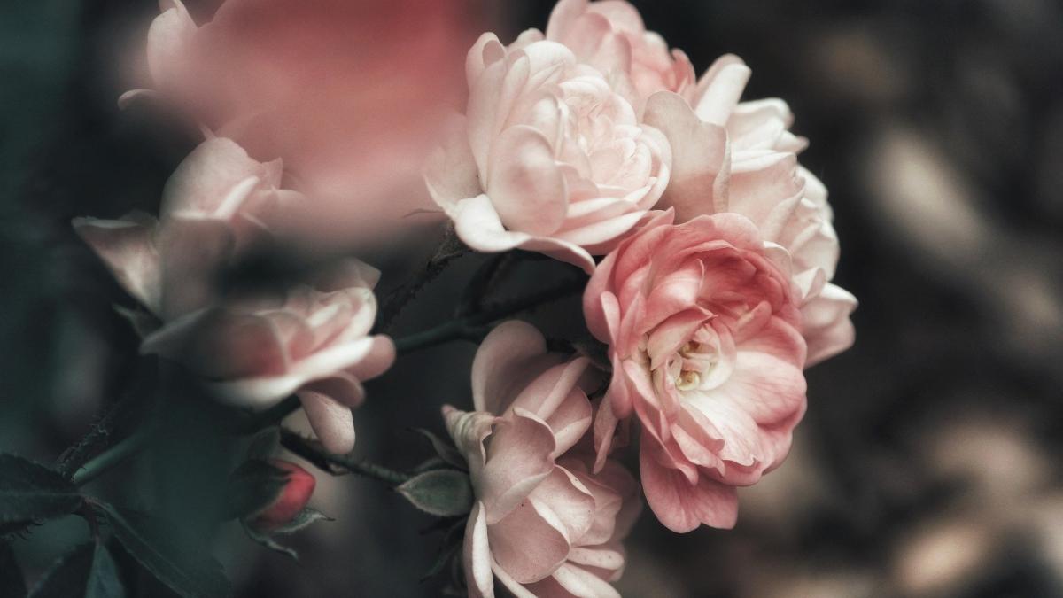 mesaje sf gheorghe cele mai emotionante mesaje si urari pentru persoanele dragi