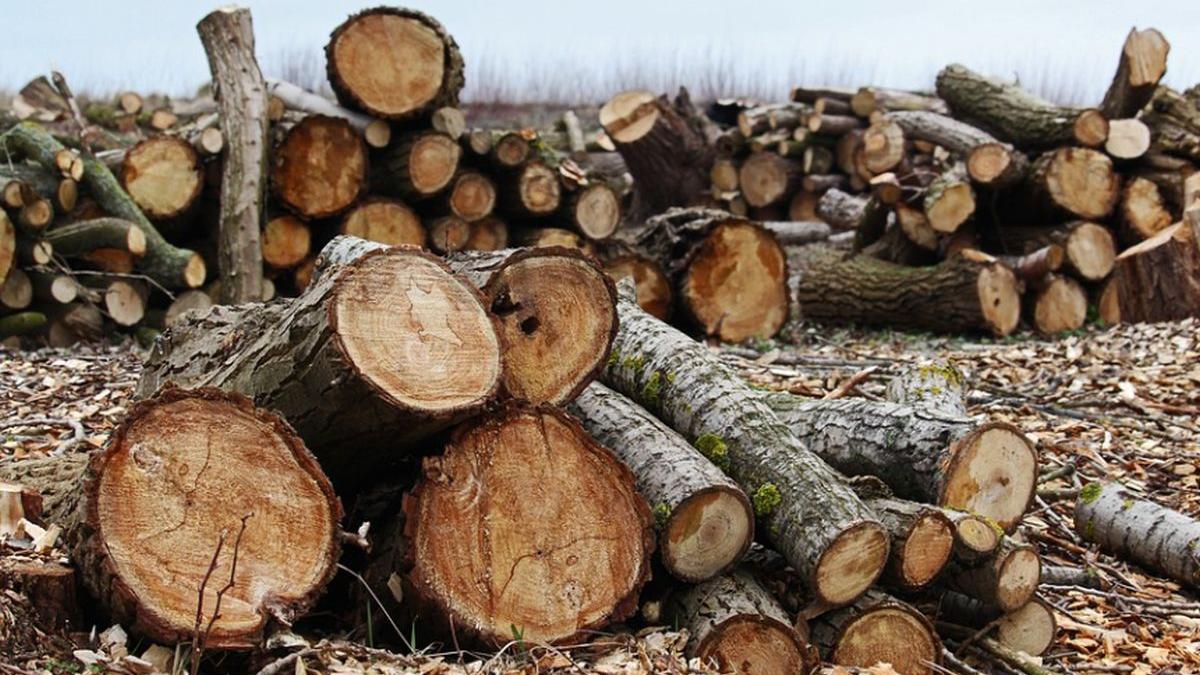 costel alexe ministrul mediului paduri taieri ilegale