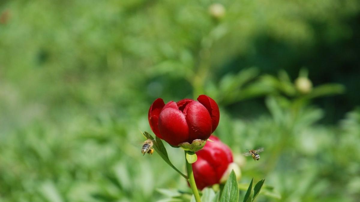 tur virtual printre flori bujori unici in romania admirati pe internet