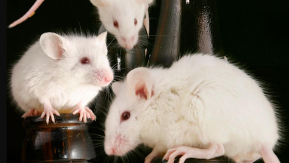 soareci laborator vaccin covid coronavirus