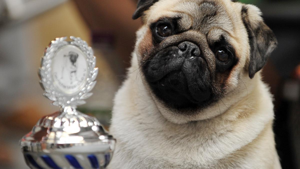 caine infectie coronavirus