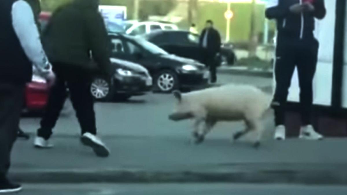 femeie amendata porc fara declaratie satu mare