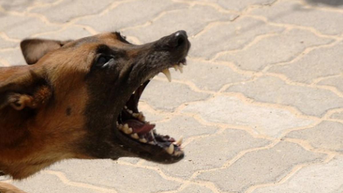 femeie muscata de caini gor jmusetesti