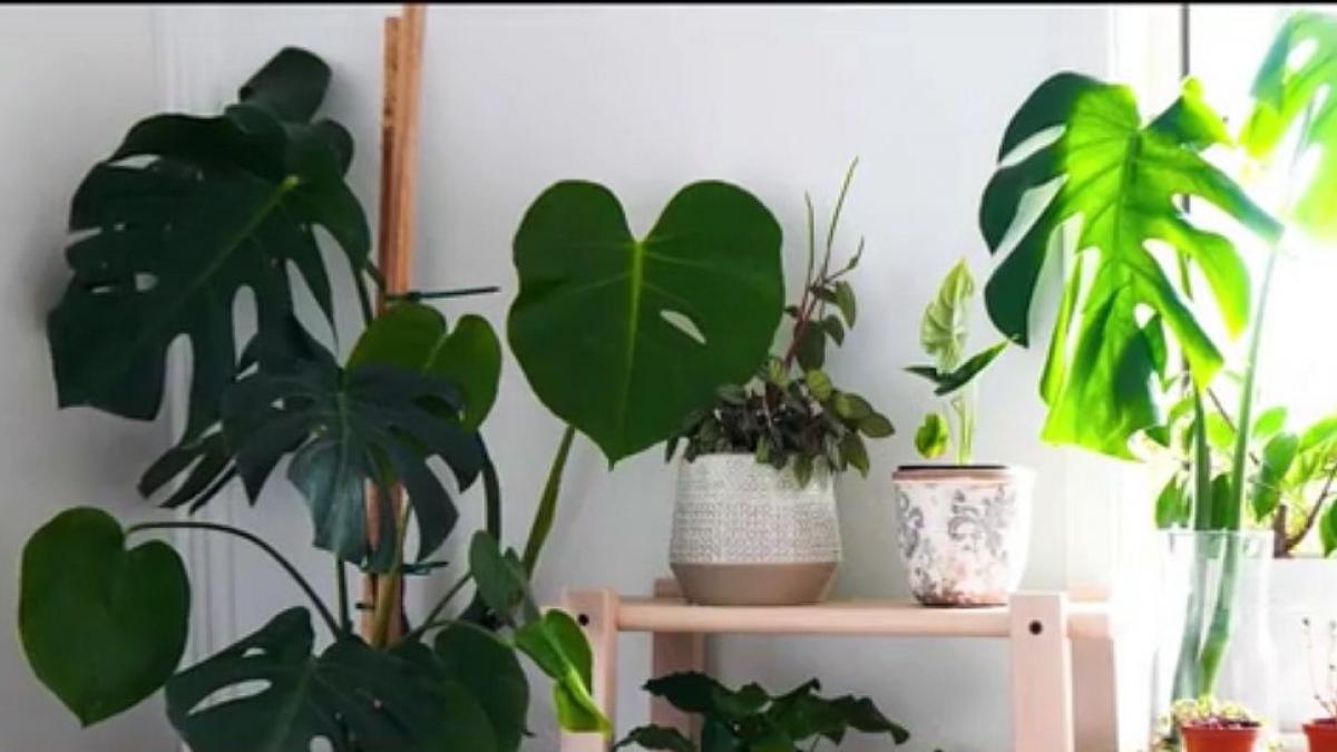 numai de bine plante pentru un aer curat in locuinta