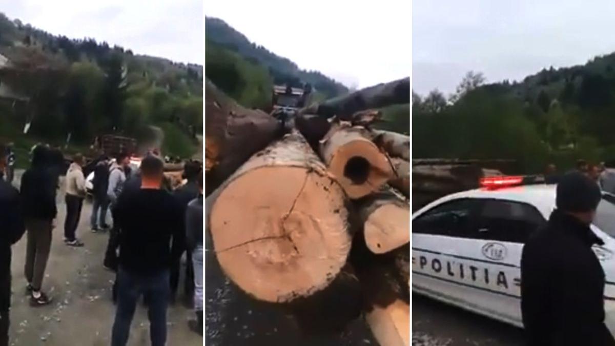 revolta furturi ilegale paduri poienile de sub munte maramures