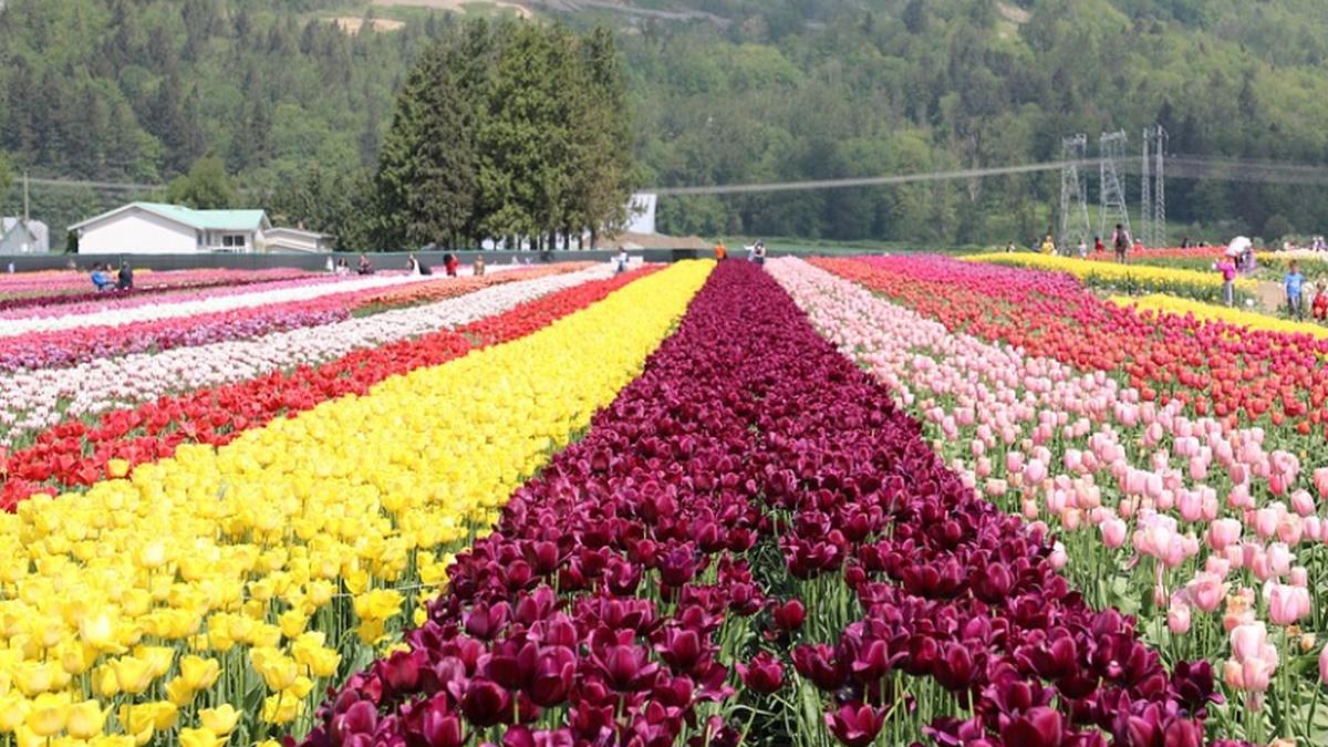 vremea prognoza meteo temperaturi ploi