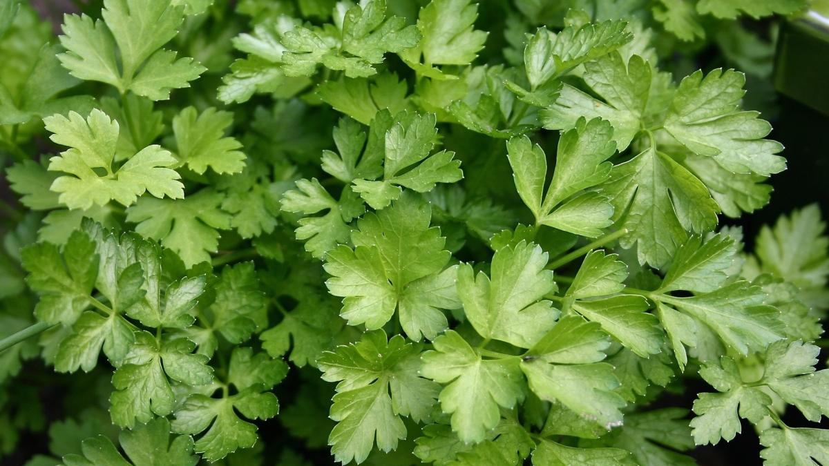 plante efecte magice lidia fecioru