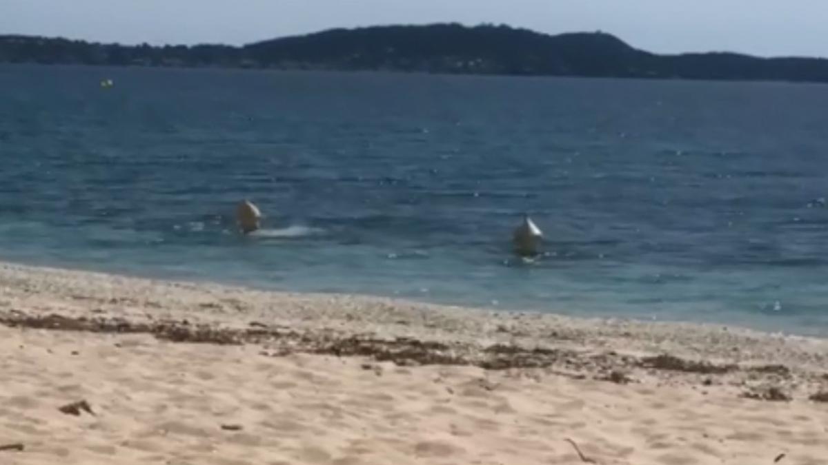 baie deghizati geamanduri franta