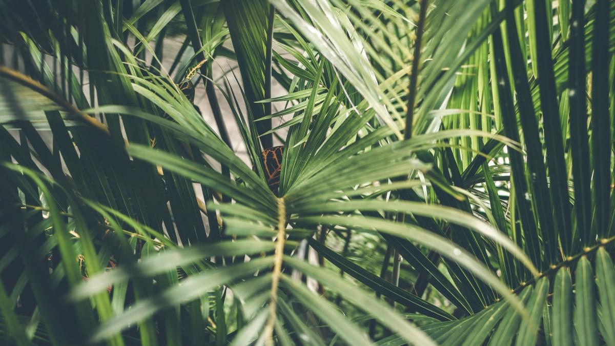 numai de bine cum combatem daunatorii din gradina fara chimicale reteta de insecticid bio