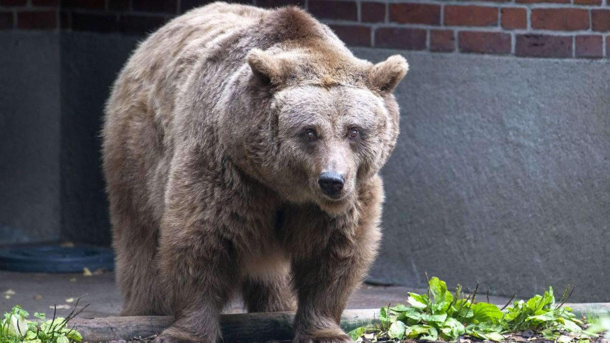 harghita mesaje ro alert transmise in doua localitati din cauza unor ursi