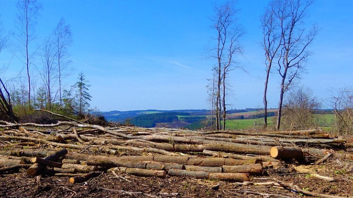 hoti lemne arestati paduri