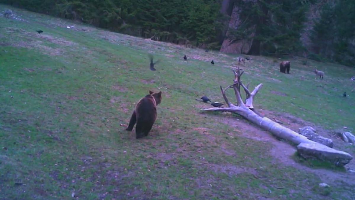 padure brasov ursi lupi