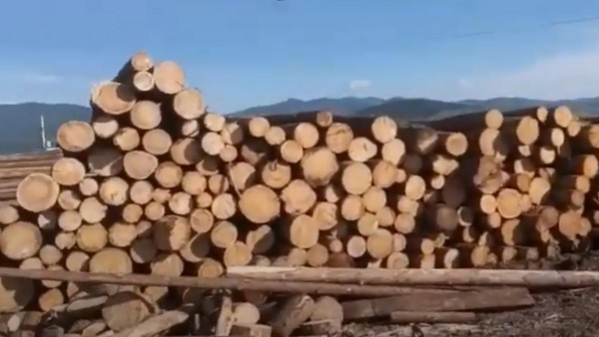 furt paduri taiere lemne alba perchezitii