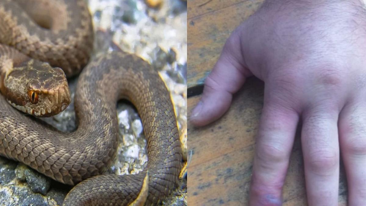 muscat vipera cluj ser antiviperin