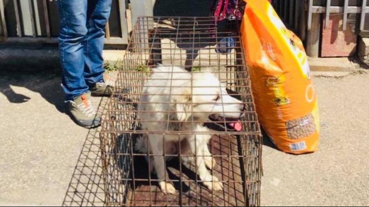 romanii au devenit sensibili in timpul izolarii 186 de caini au fost adoptati online