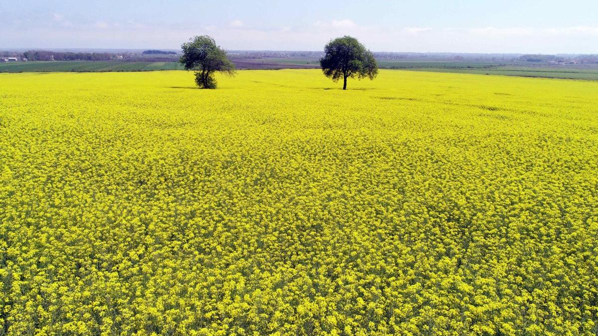 bani fermieri romani pierd culturi rapita seceta extrema