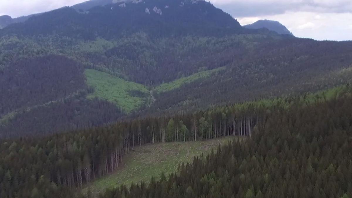 imagini exclusive cu noi defrisari in timpul noului coronavirus lemn taiat in zona preferata de