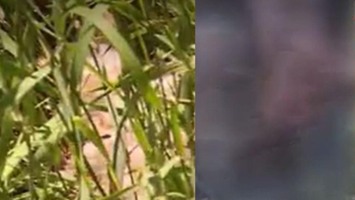 o creatura bizara a provocat spaima intr un sat din galati n am mai vazut niciodata asa ceva