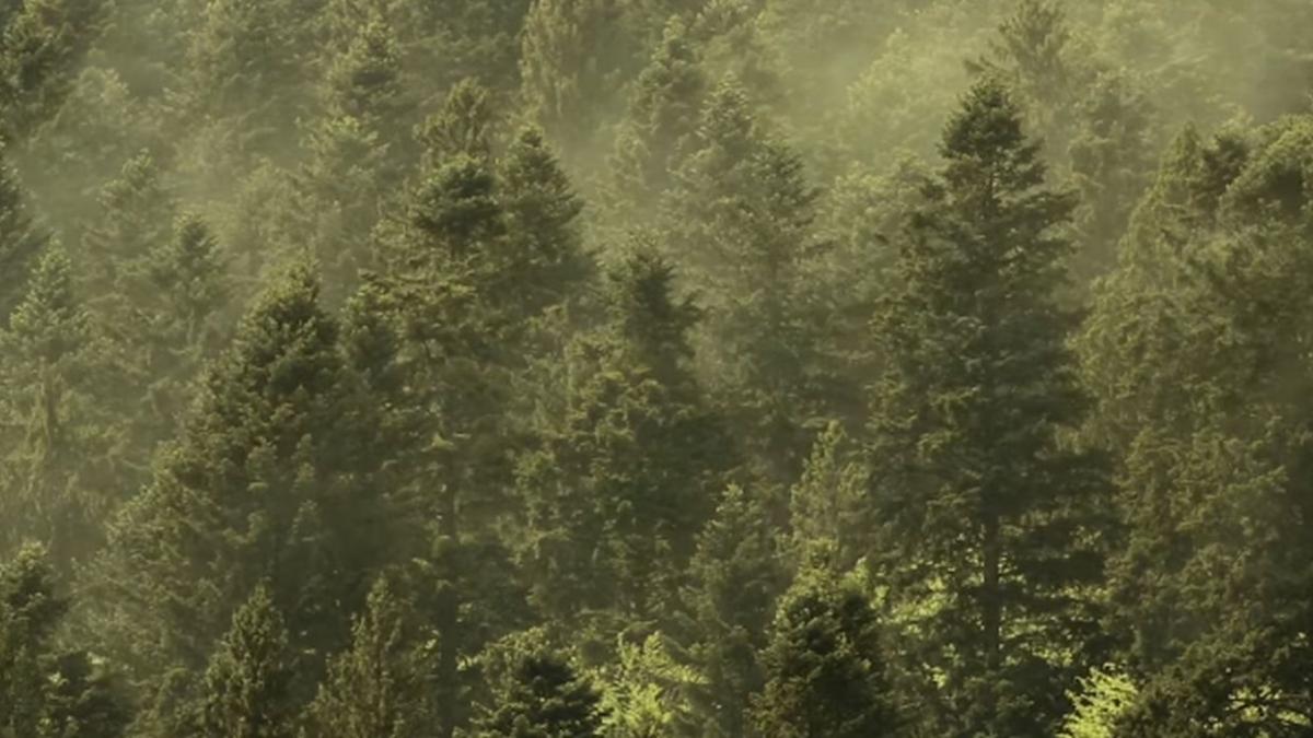 polenizare paduri parcul national piatra craiului