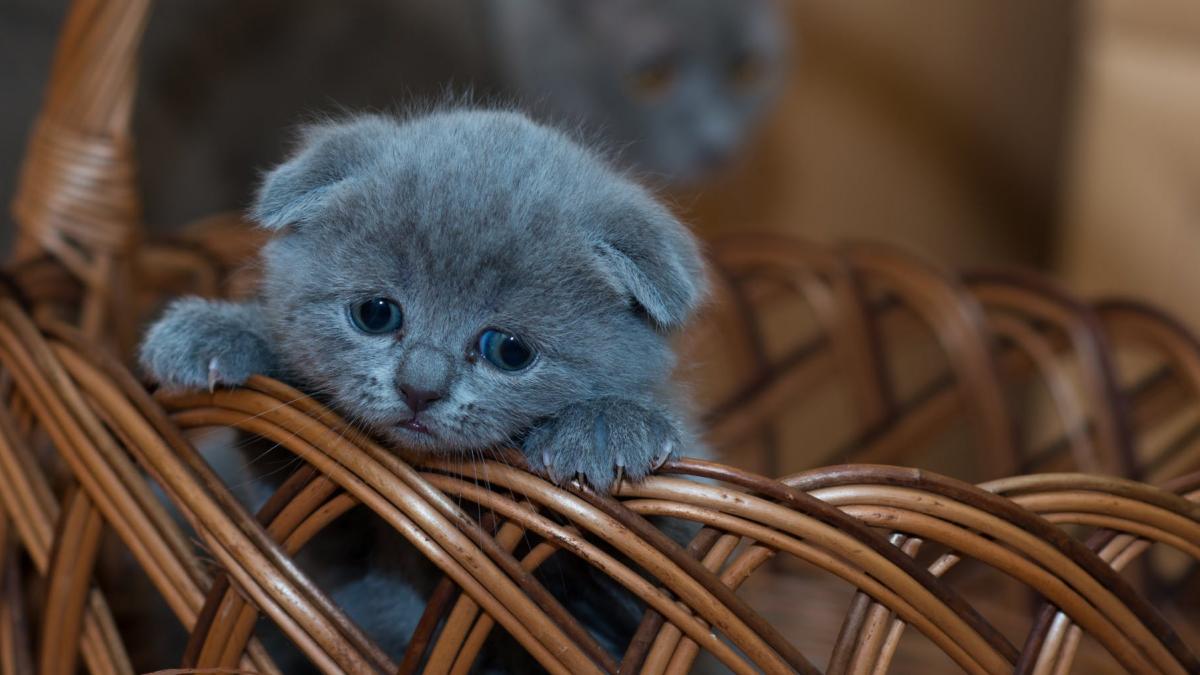 horscop saptamana 25 31 mai ghinion