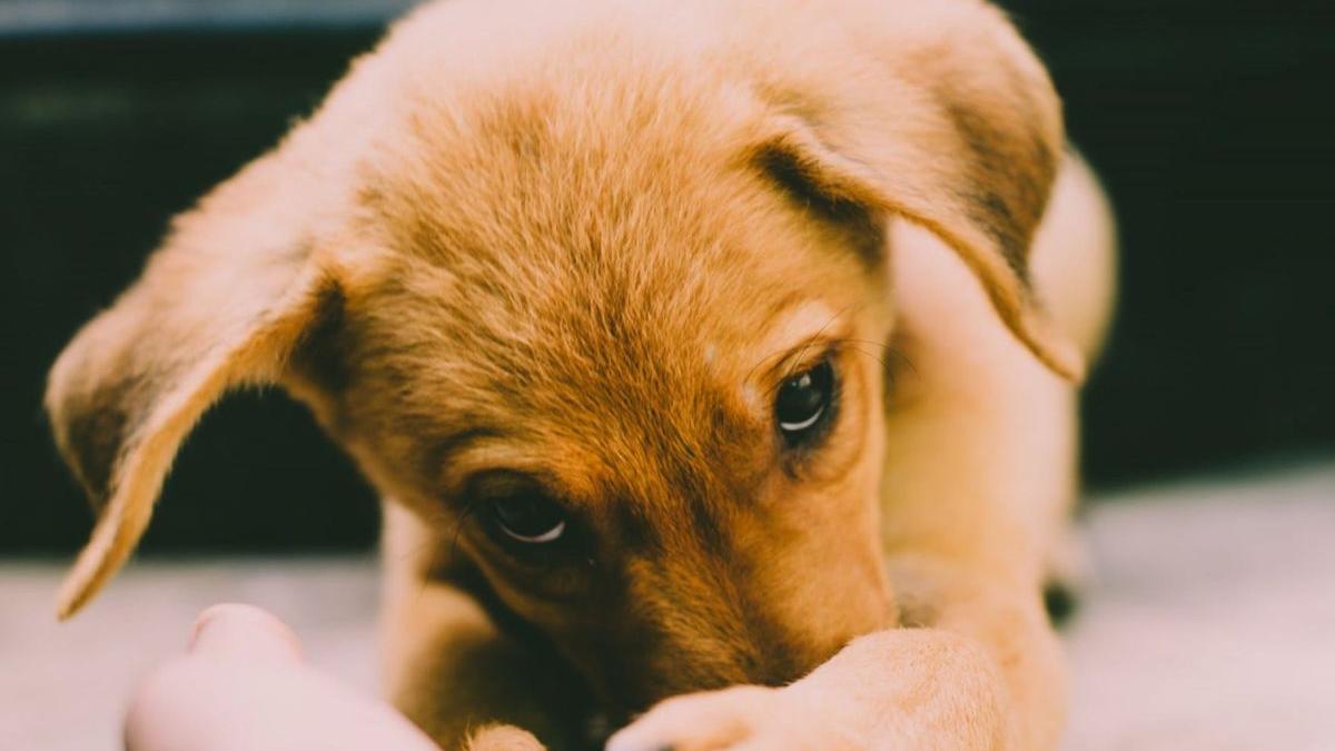 povestea cainelui care si a asteptat timp de trei luni in fata spitalului stapanul care a murit de