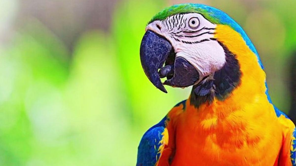 papagal martor crima argentina