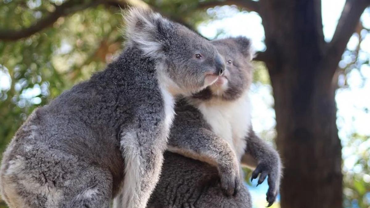 primul pui de koala nascut dupa incendiile devastatoare din australia