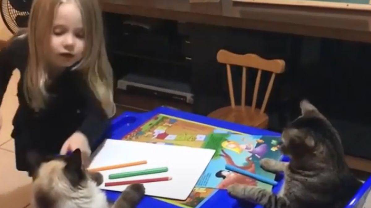 lectie desen pisici floare fetita