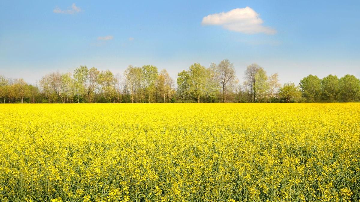 recolte de rapita calamitate despagubite de un producator de samanta
