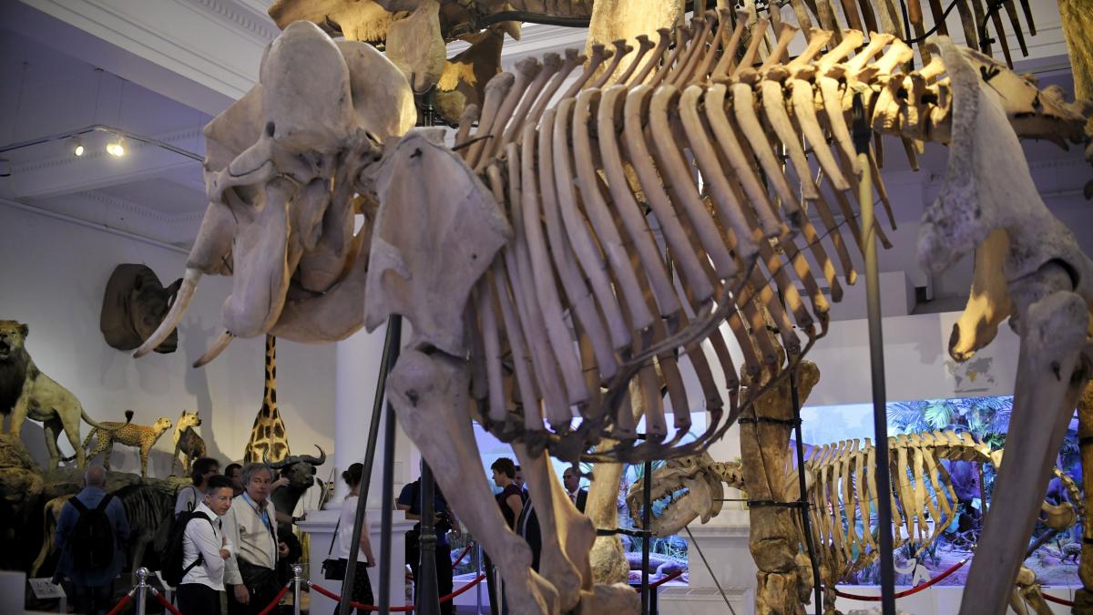 1 iunie muzeu grigore antipa